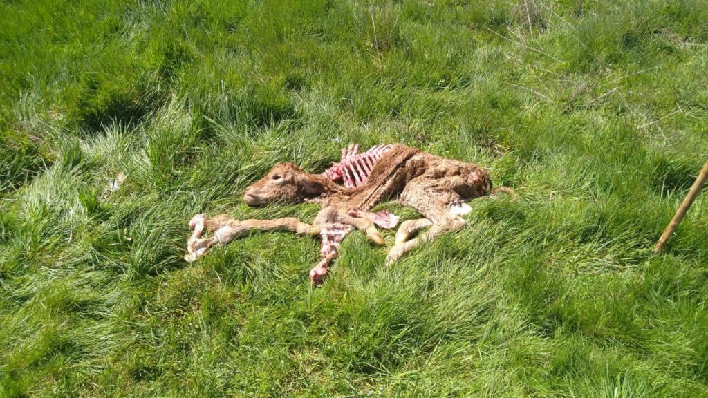 Un nuevo ataque de buitres que acaba con la vida de un ternero en Béjar