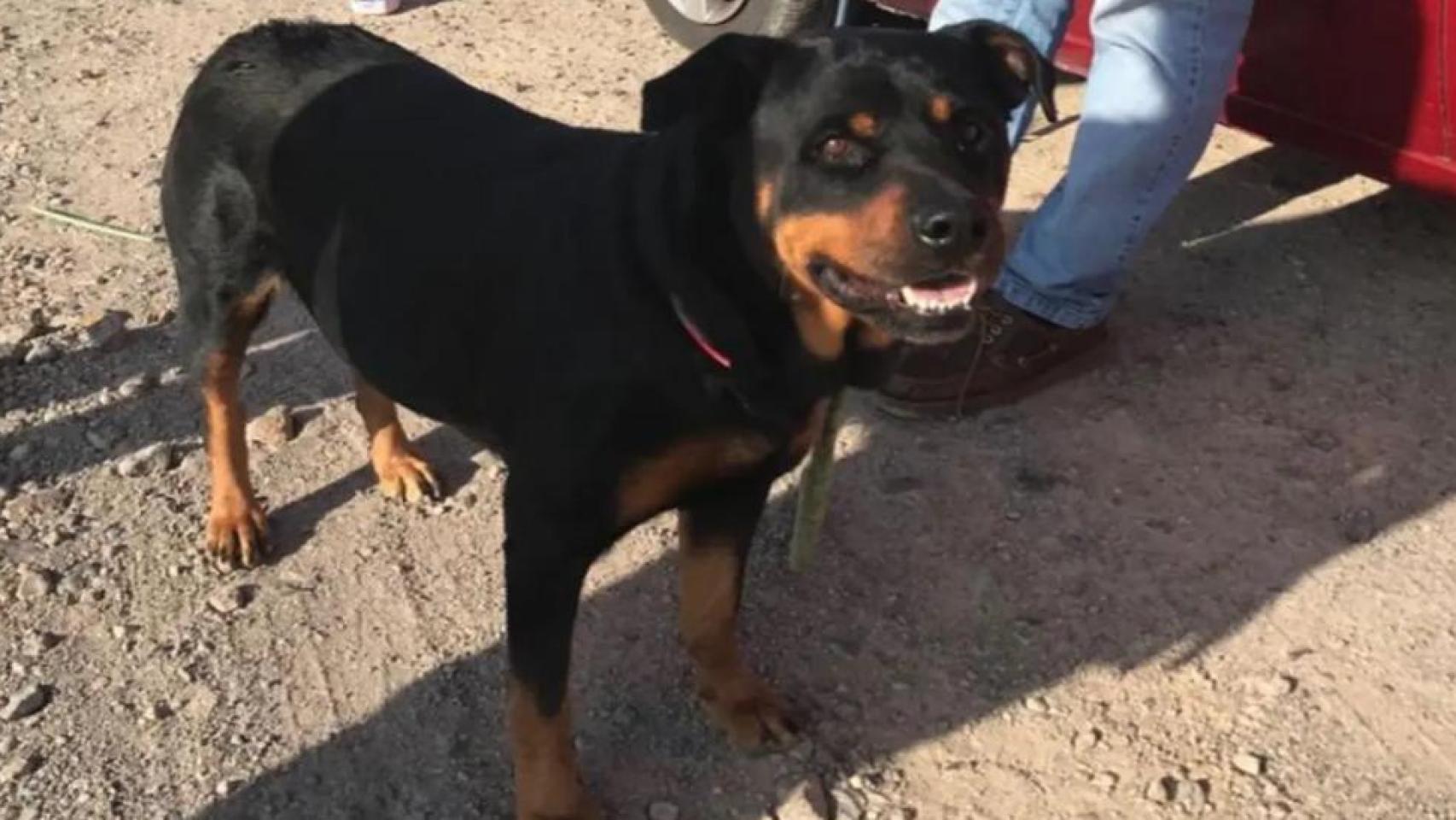 Un ejemplar de Rottweiler rescatado por la Policía Local de Lorca.