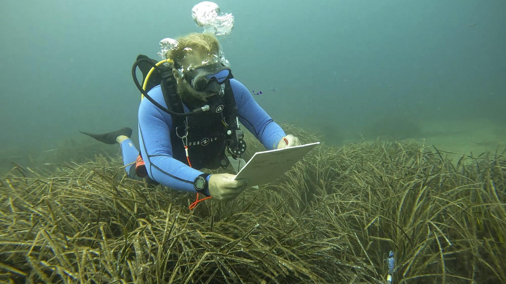 Imagen de archivo de un banco de espetones sobre la posidonia oceánica en Punta Rasa, Formentera.