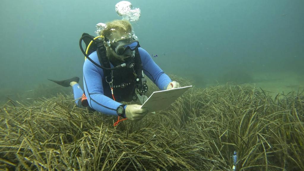 Imagen de archivo de un banco de espetones sobre la posidonia oceánica en Punta Rasa, Formentera.