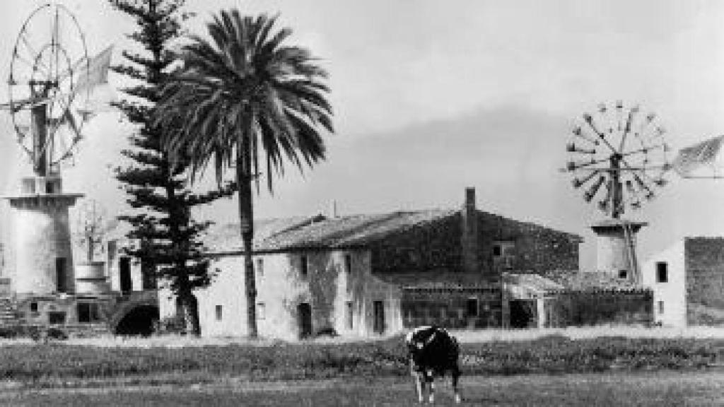 Una de las vacas que pastaban en la isla, de las que ya pocas quedan.
