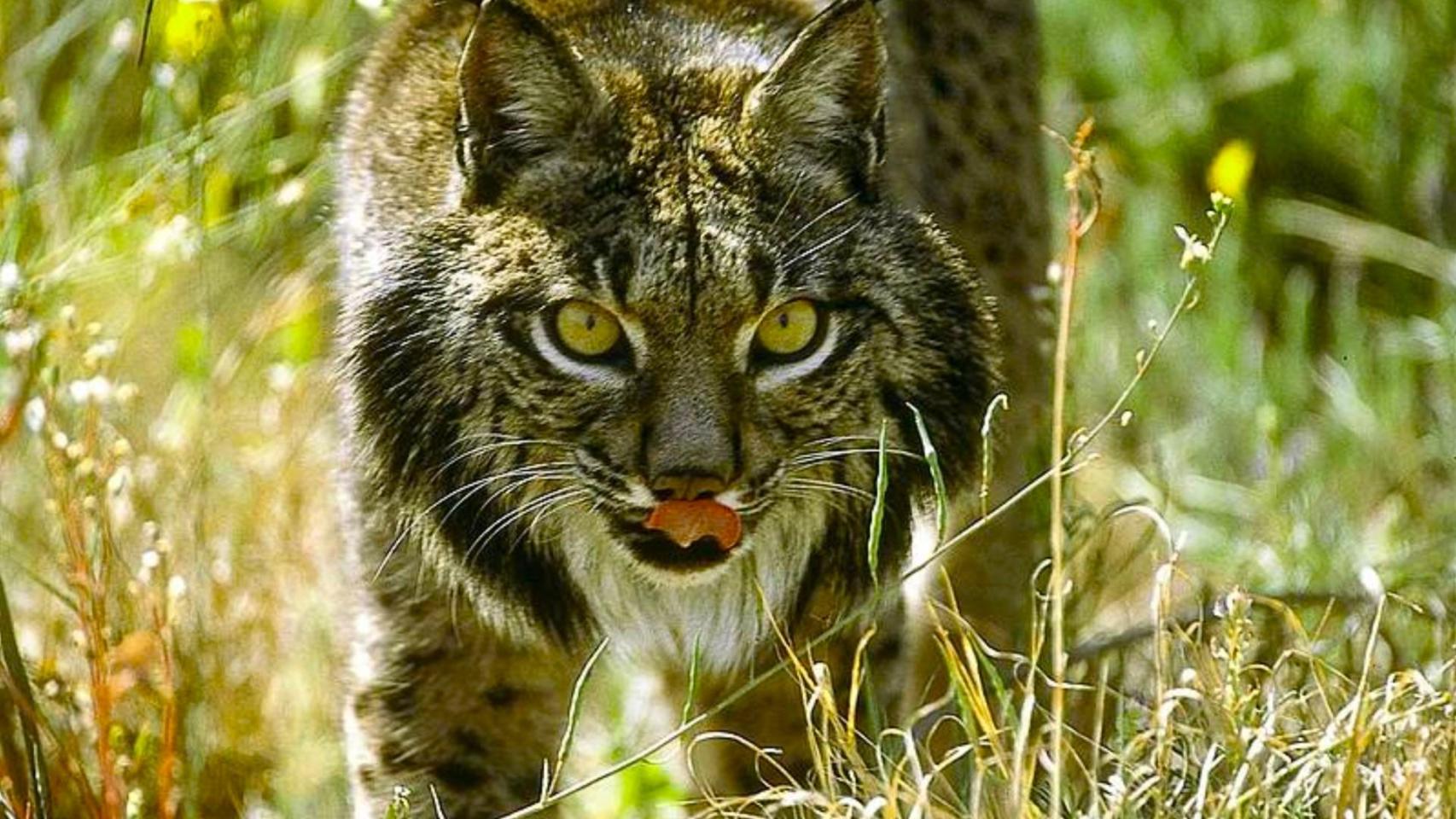 Ni Doñana ni Sierra Morena: el lince ibérico logra superar los 2.400 ejemplares y conquista España