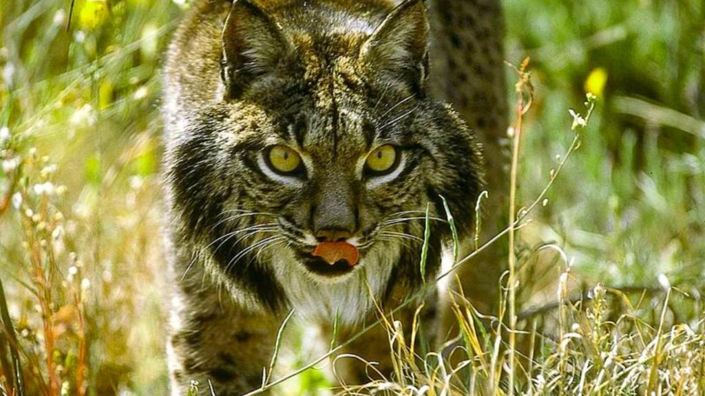 Ni Doñana ni Sierra Morena: el lince ibérico logra superar los 2.400 ejemplares y conquista España