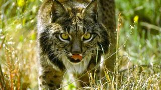 Ni Doñana ni Sierra Morena: el lince ibérico logra superar los 2.400 ejemplares y conquista España