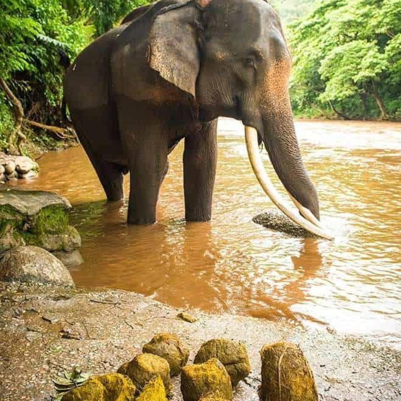 Caca de elefante en uno de los santuarios de Chiang Mai en Tailandia.