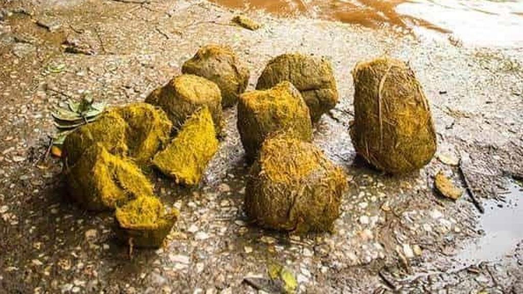 Caca de elefante en uno de los santuarios de Chiang Mai en Tailandia.