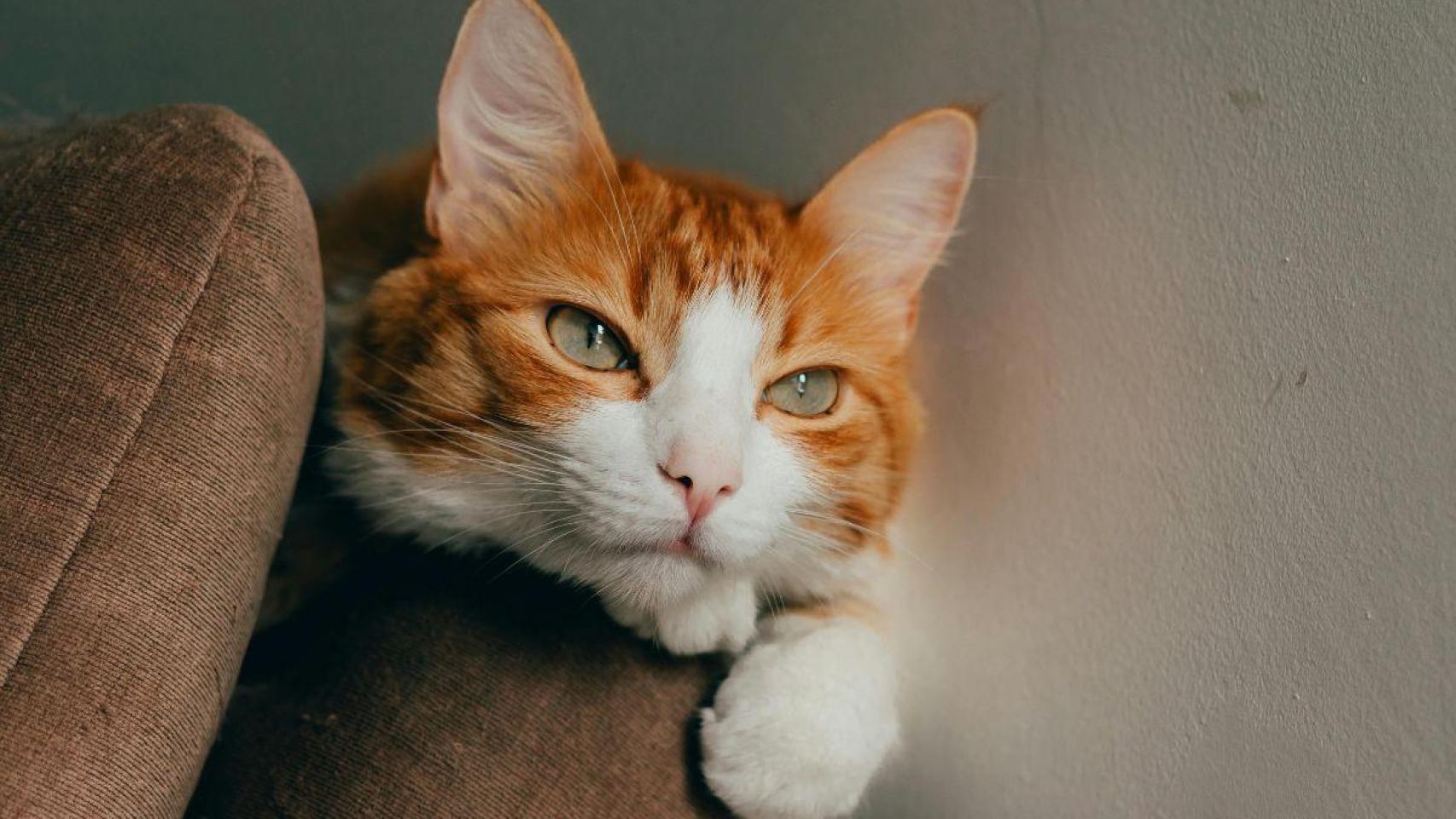 ¿Te cuesta encontrar un alimento que le guste a tu gato? La clave está en sus orígenes
