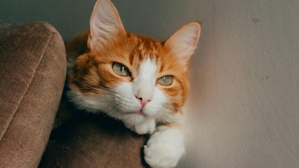 ¿Te cuesta encontrar un alimento que le guste a tu gato? La clave está en sus orígenes
