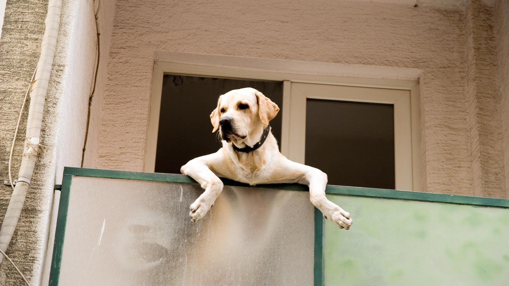 Imagen de un perro en una terraza.