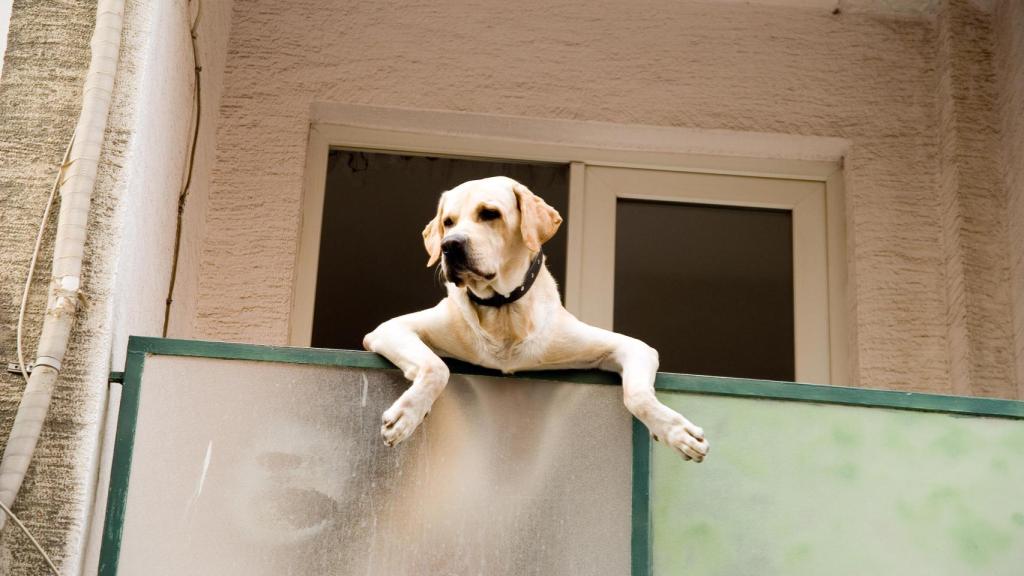 Imagen de un perro en una terraza.