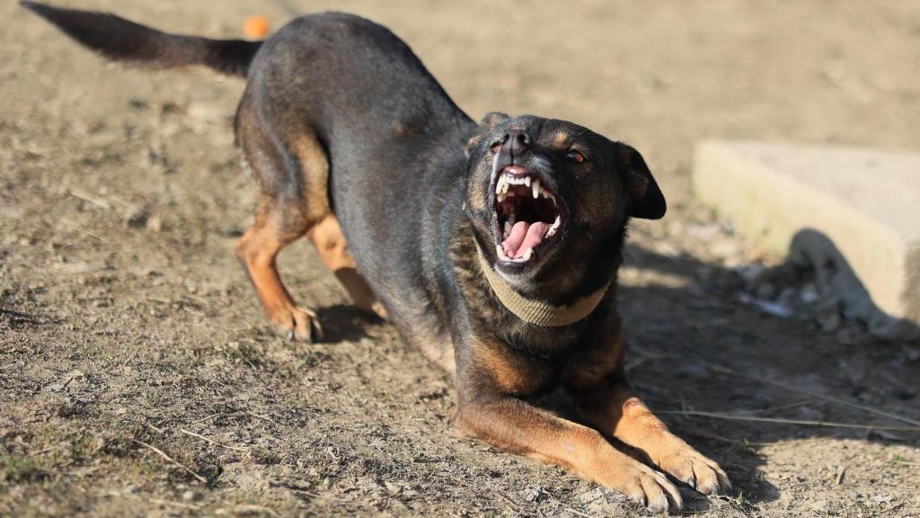 Imagen de ilustración de un perro ladrando.