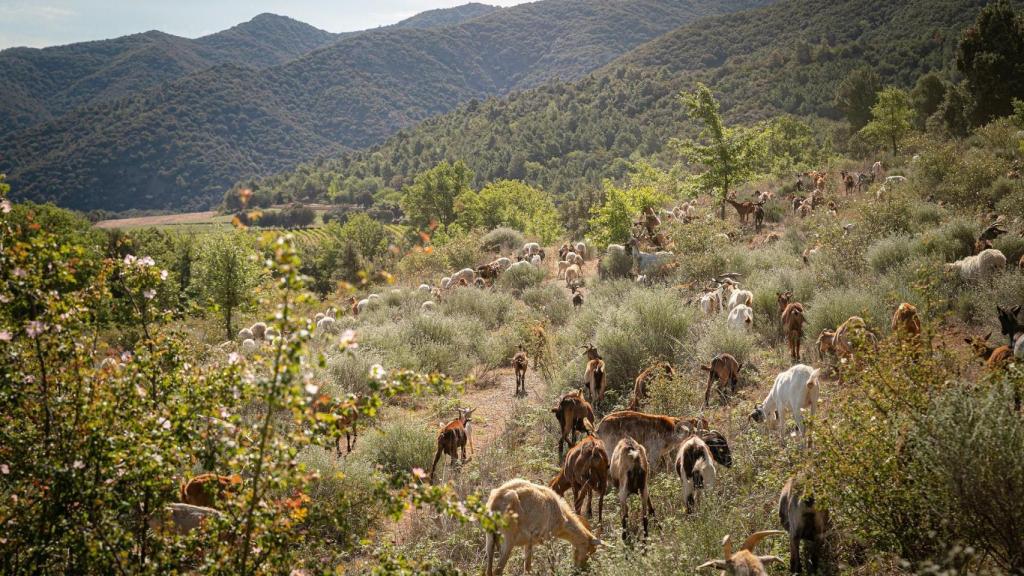 La familia Torres se encarga de gestión forestal de unas 1.800 hectáreas de bosque en Cataluña.