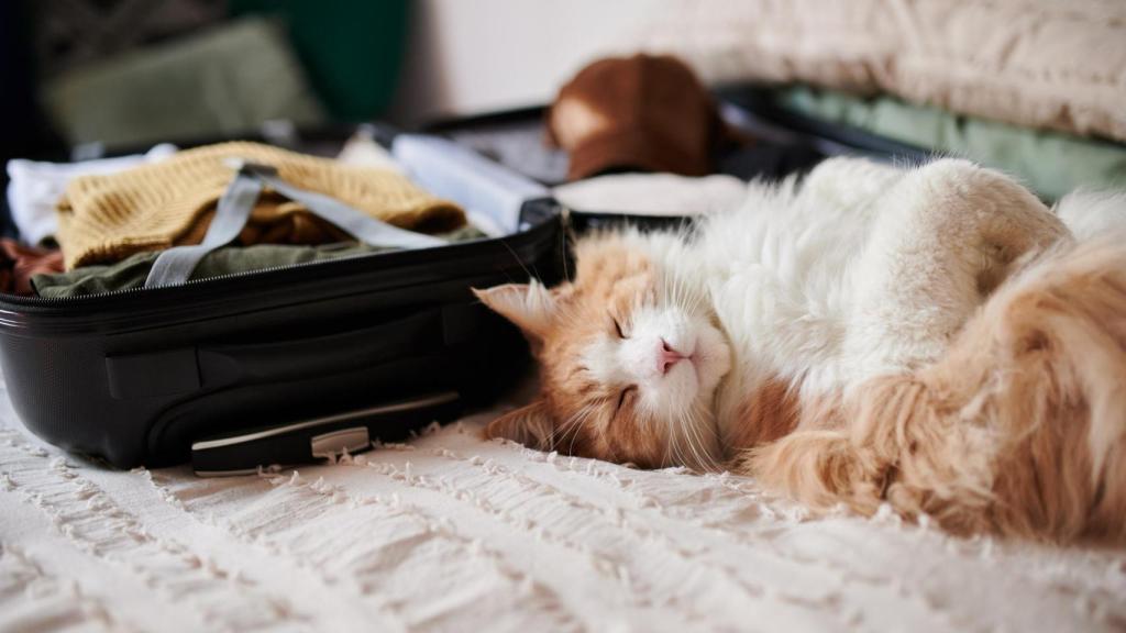 Un gato en una maleta.