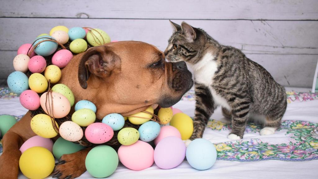 Un perro y un gato con huevos decorados de Pascua.