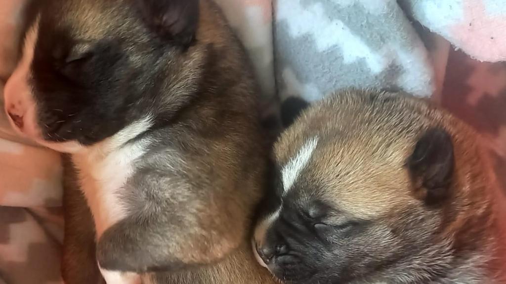 Los dos cachorros supervivientes.