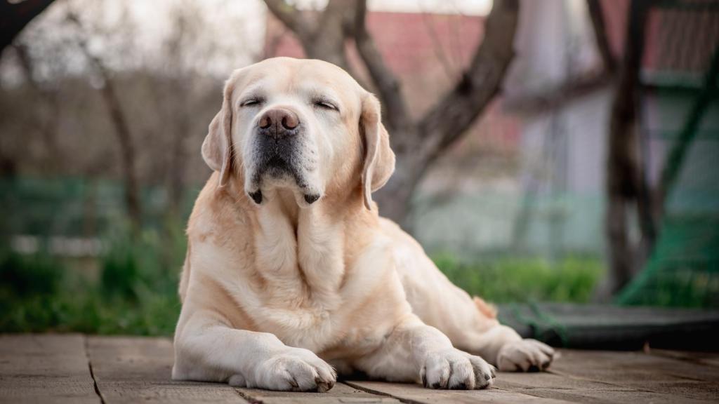 Un perro en una imagen de archivo
