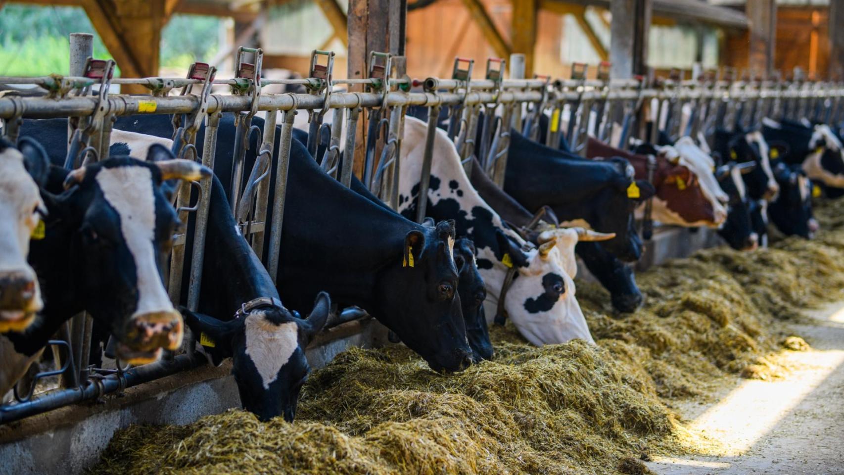 Vacas en una granja.
