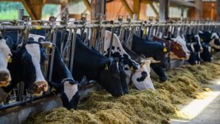 Vacas en una granja.
