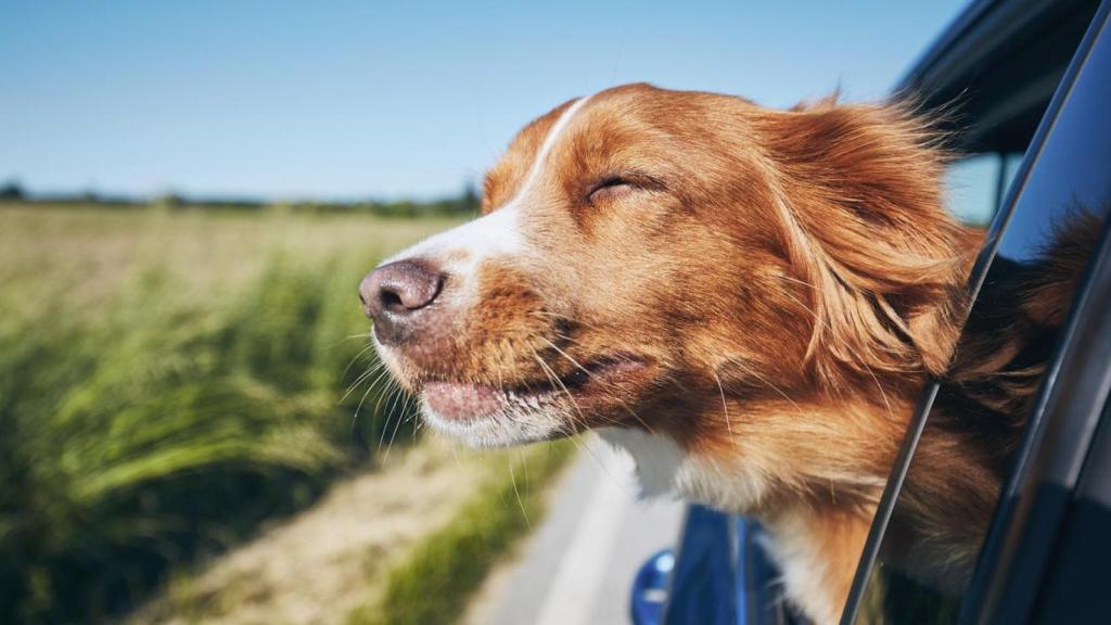 Un perro con la cabeza fuera de la ventanilla de un coche.