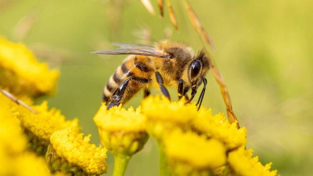 Cambia el equilibrio natural: el mundo se queda sin insectos y los expertos adelantan un colapso global