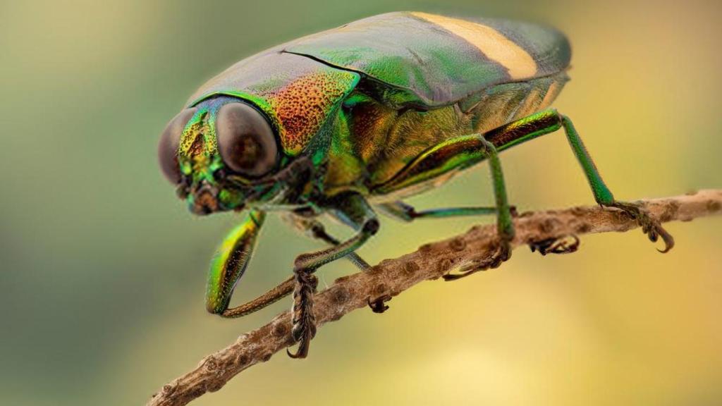 El planeta se queda sin insectos.