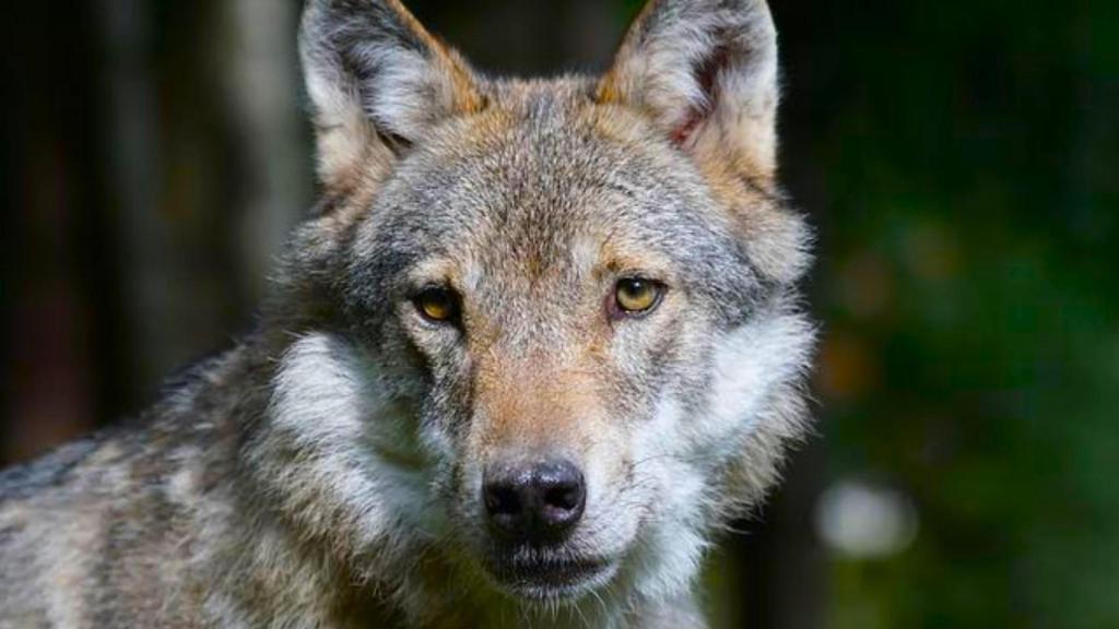 Ni los Alpes ni los Cárpatos: el lobo gris reconquista el continente y ya supera los 21.500 ejemplares en Europa