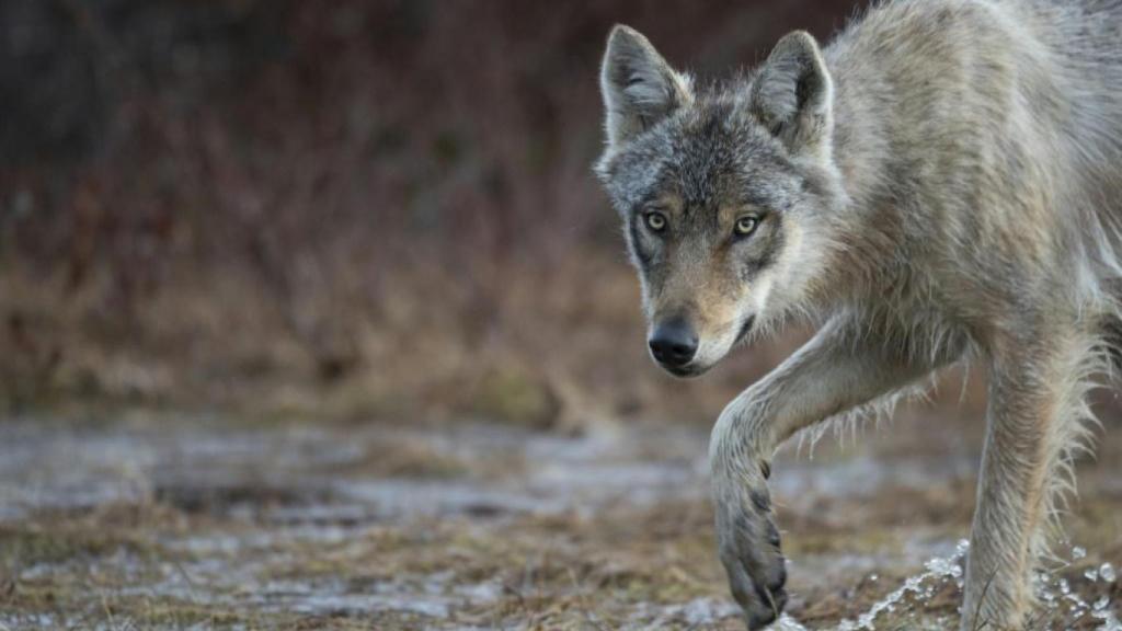 El lobo gris supera ampliamente la barrera de los 20.000 ejemplares en Europa.