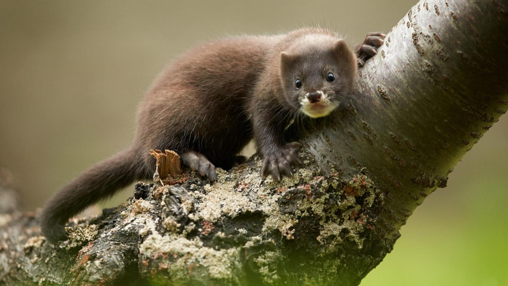 Ni los ríos del norte ni los humedales del este: el visón europeo resiste en España como el último bastión de la especie