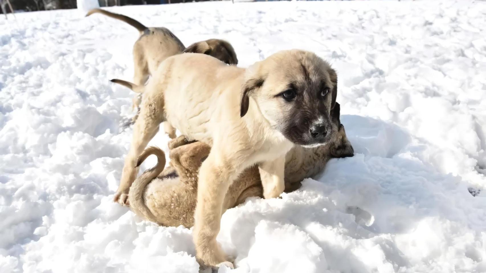 Turquía cambia la historia de la domesticación del perro: un cachorro de 15.800 años ya convivió con humanos