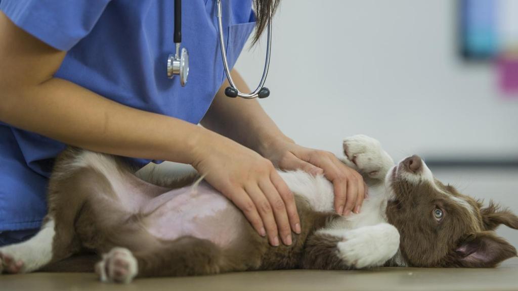 Imagen de ilustración de un perro en el veterinario.
