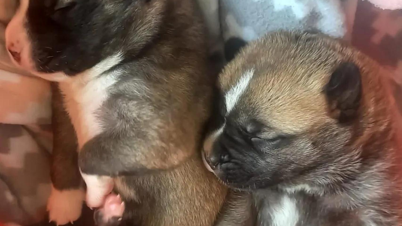 Dos de los cachorros salvados de un contenedor de basura.