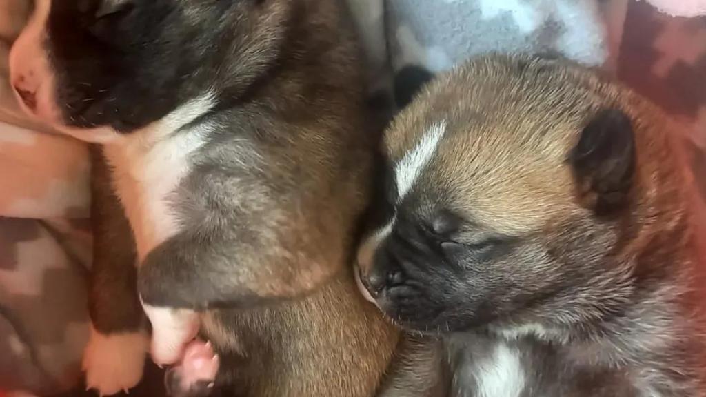 Dos de los cachorros salvados de un contenedor de basura.