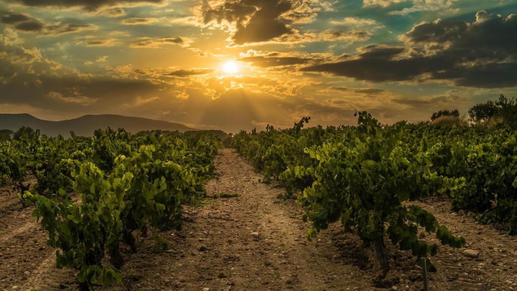 Viñedo Juvé & Camps