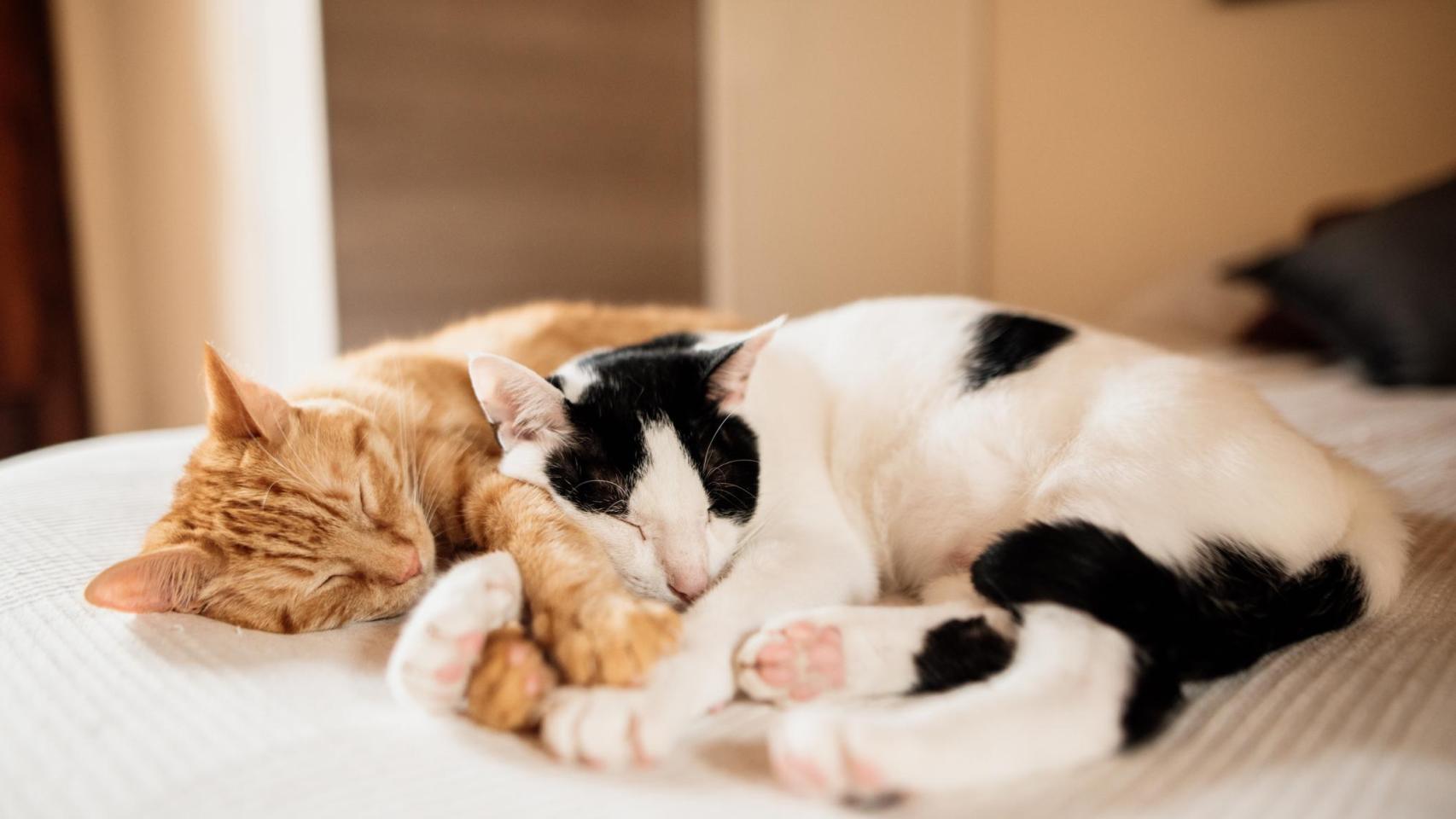 Dos gatos durmiendo juntos.