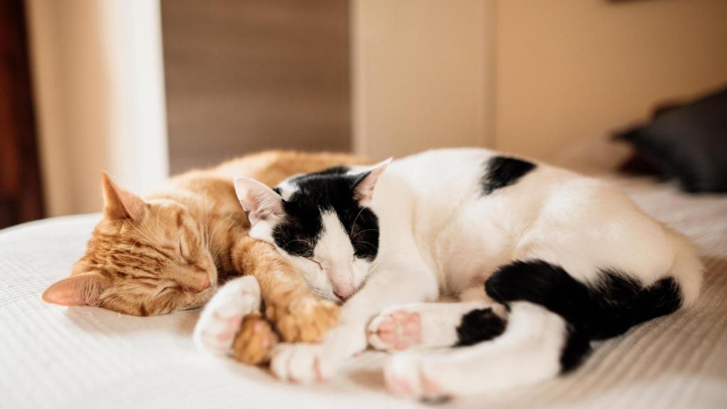 Dos gatos durmiendo juntos.