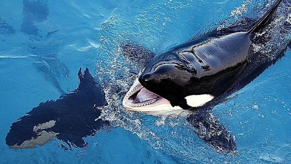 Wikie y Keijo en el acuario Marineland Antibes.