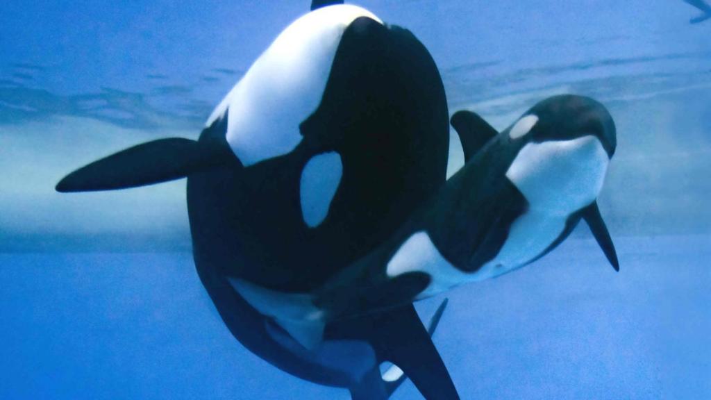 Morgan y su cria Teno, dos orcas que viven en el acuario del Loro Parque.