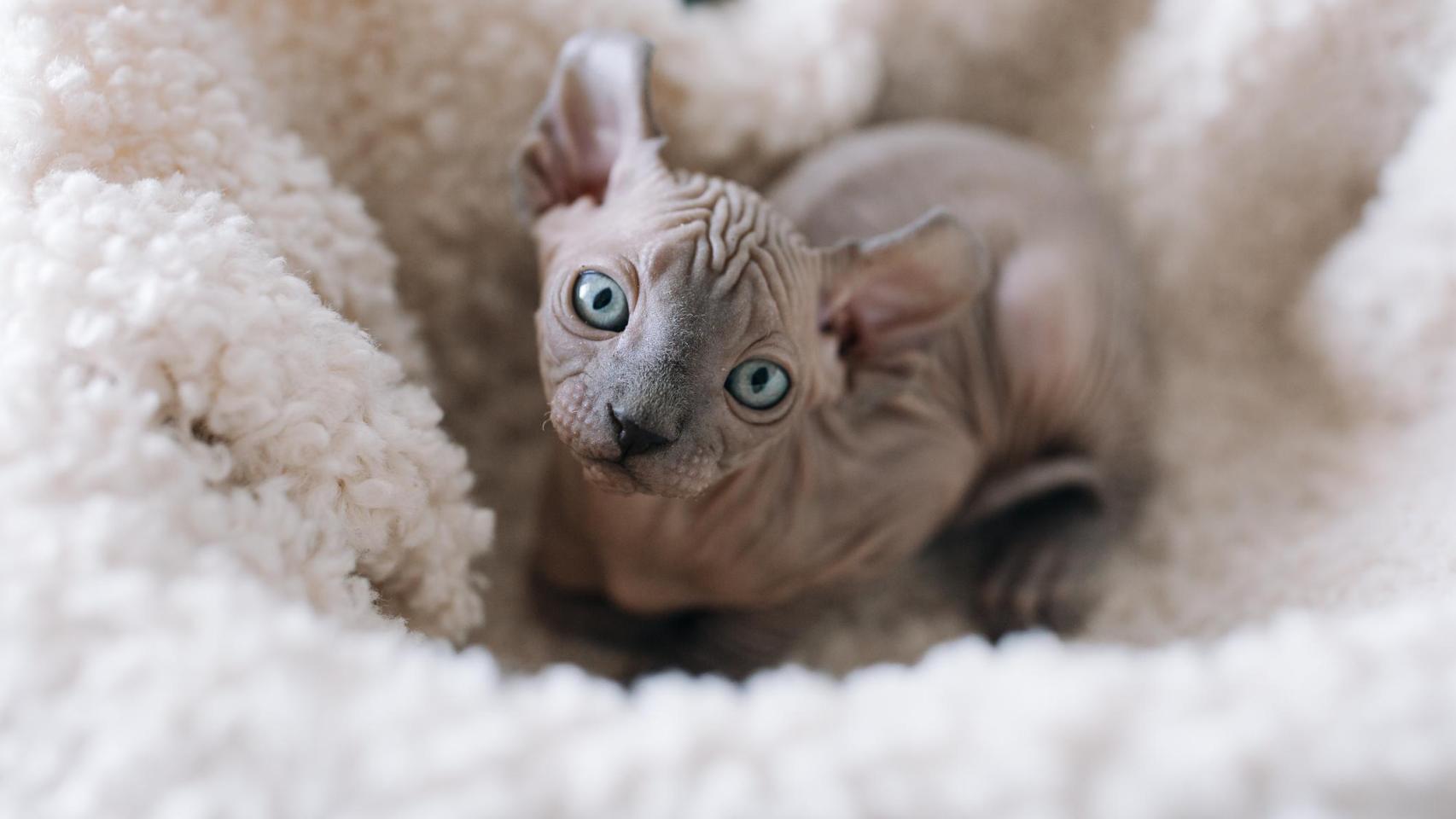 Un gato sphynx.