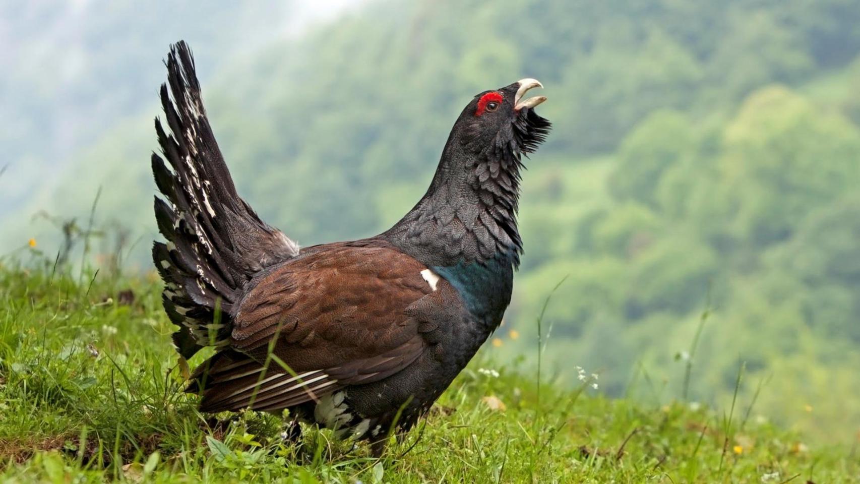 Ni en los Picos de Europa ni en la Sierra de Ancares: el urogallo cantábrico encuentra su último bastión en un valle