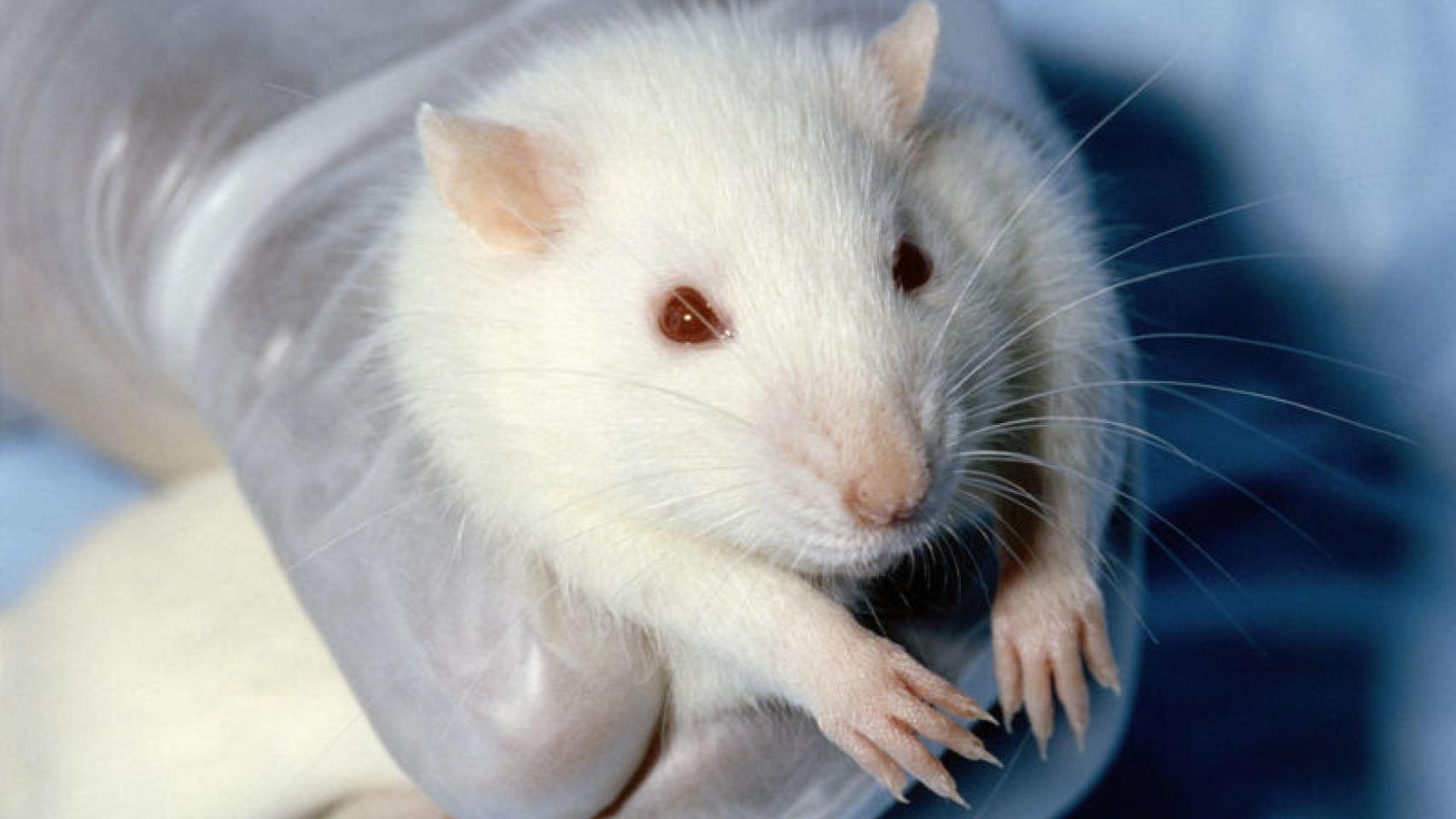 Rata de laboratorio.
