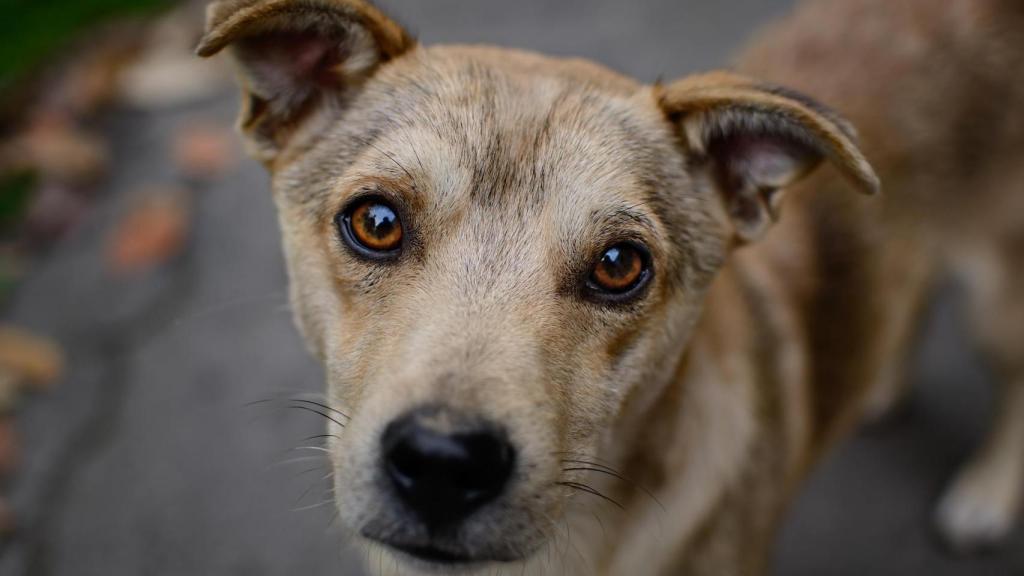 Un perro.