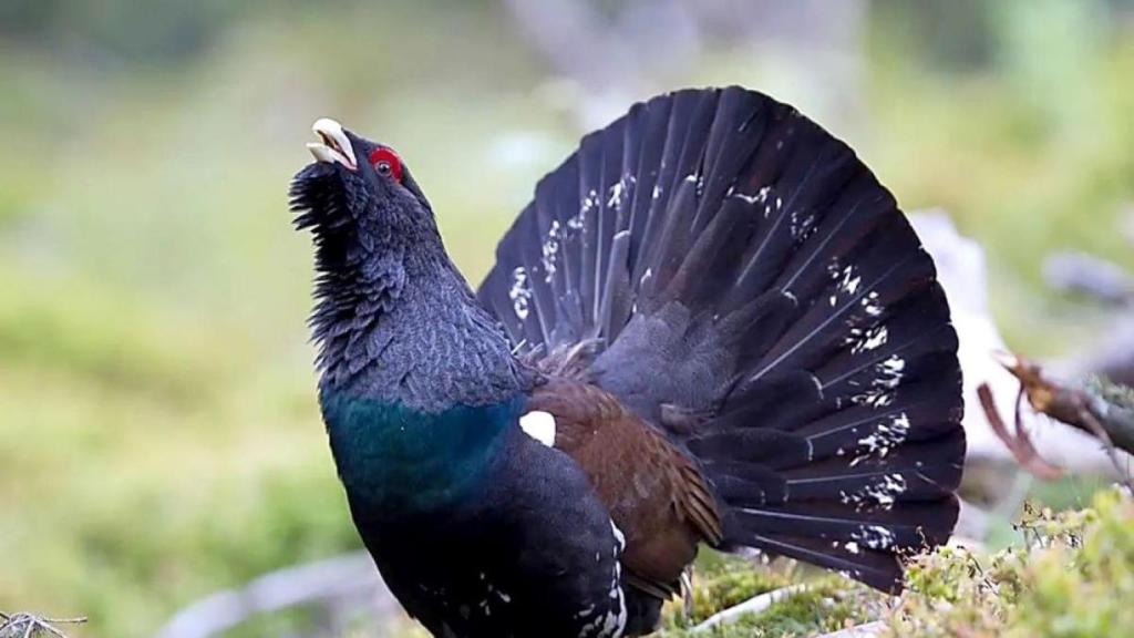 El urogallo cantábrico atraviesa una dura situación.