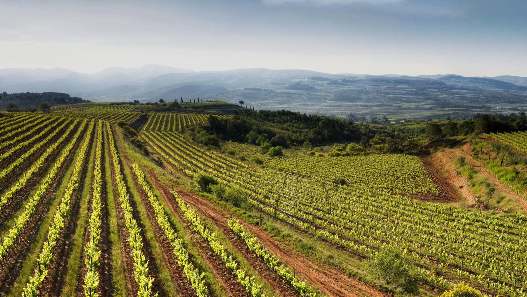 Viñedos del Penedés bajo el sello Corpinnat.