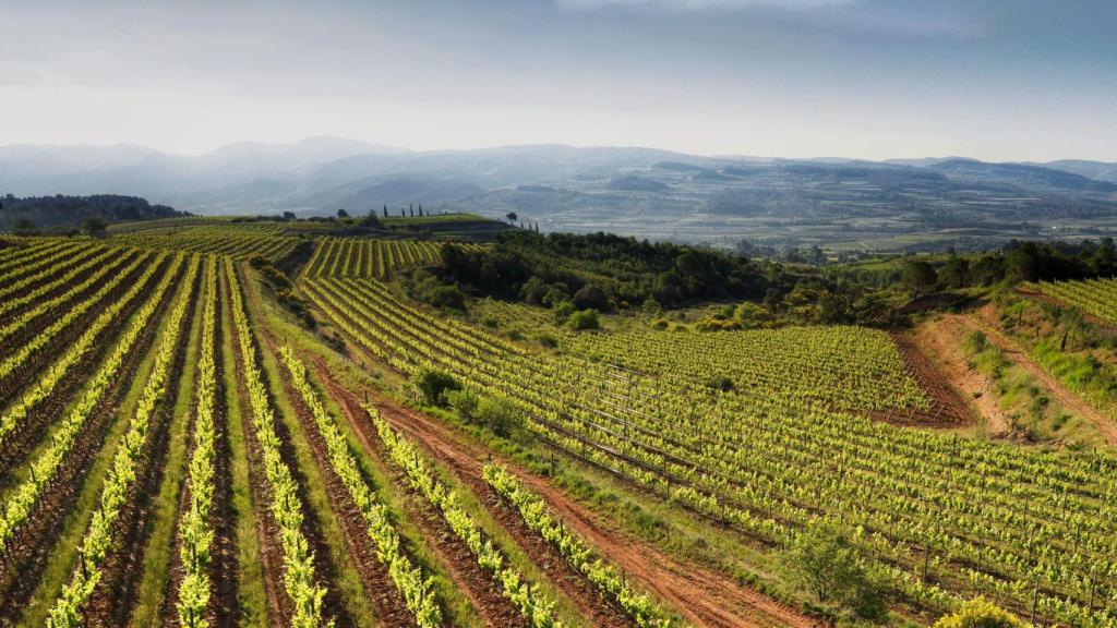 Viñedos del Penedés bajo el sello Corpinnat.