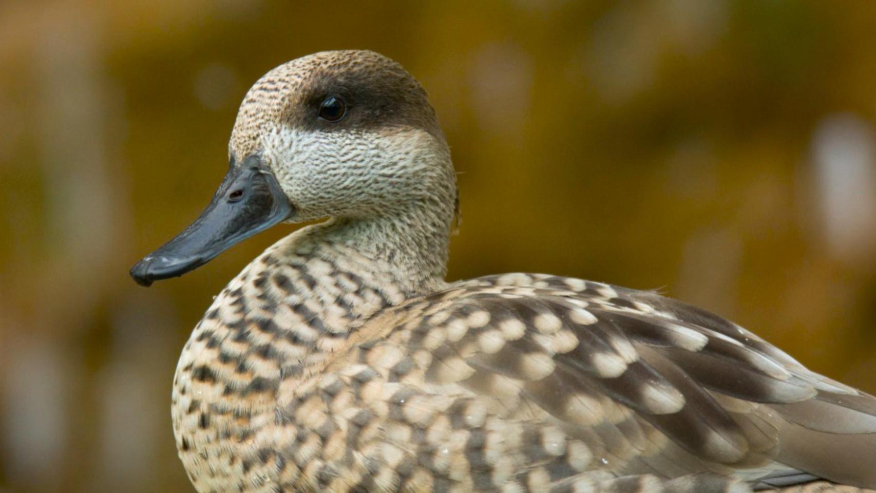 Imagen de archivo del pato conocido como 'la cerceta pardilla'.