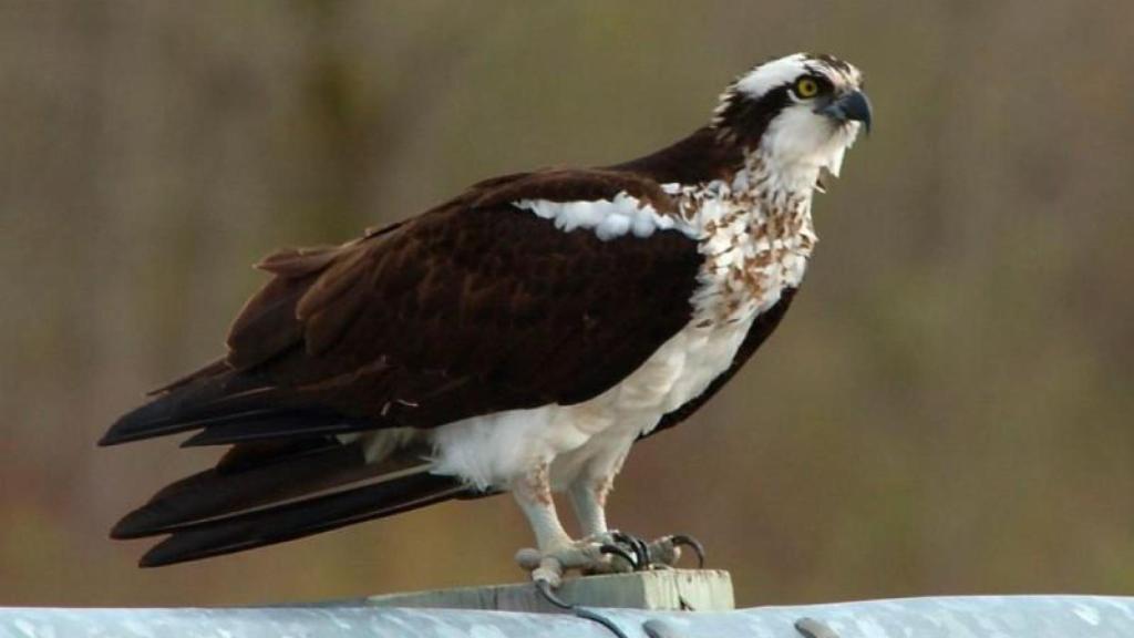 El águila pescadora se desplaza al sur.