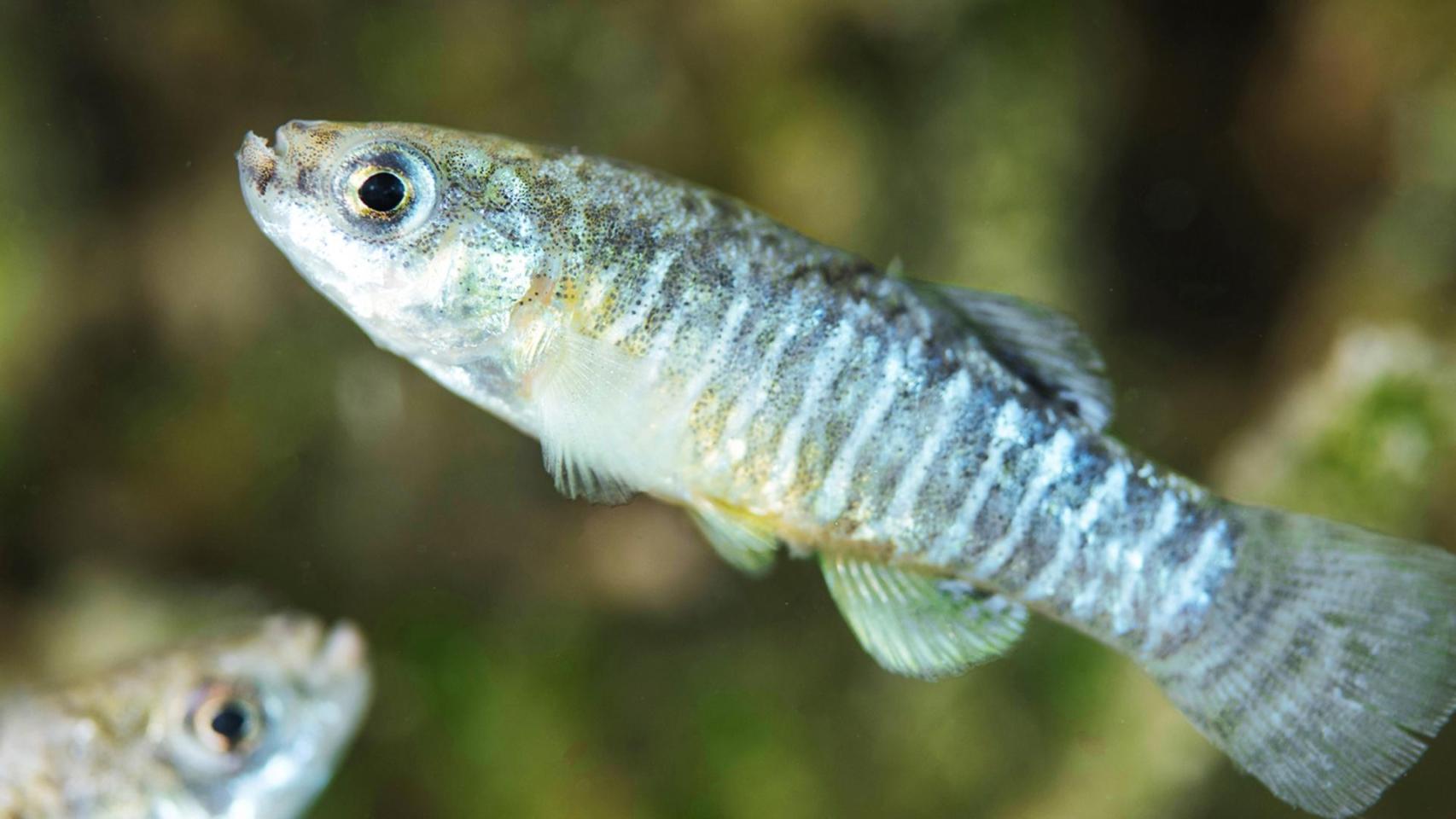 Ni el Delta del Ebro ni el Mar Menor: el pequeño fartet encuentra nuevos santuarios en las costas del sureste
