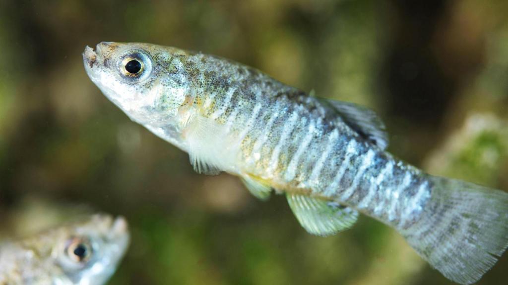 Ni el Delta del Ebro ni el Mar Menor: el pequeño fartet encuentra nuevos santuarios en las costas del sureste