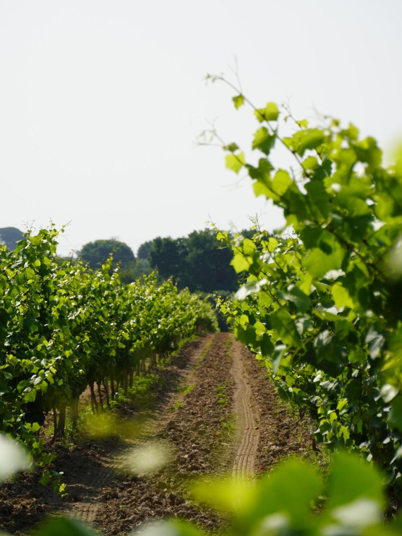 Los viñedos de la bodega De Muller.