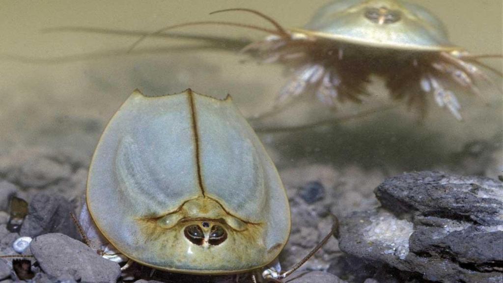 Este crustáceo braquiópodo ha sobrevivido varias extinciones masivas.